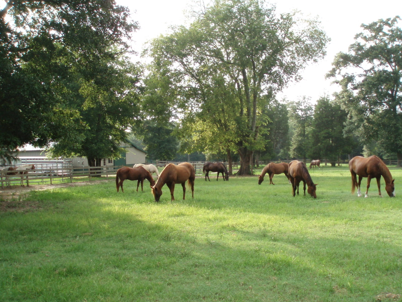 Bald Eagle Ranch - Horse Pastures